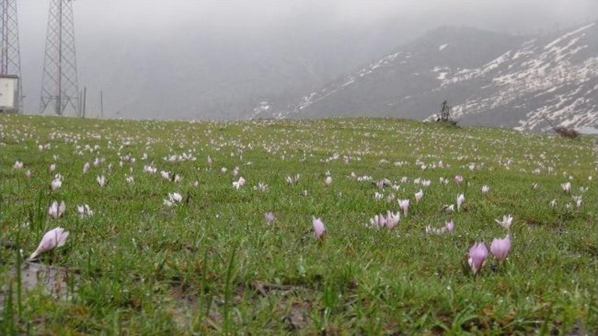 Şemdinli&rsquo;ye Bahar Geldi