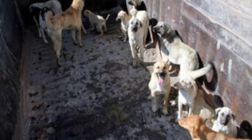 Yeni&ccedil;ubuk Belediyesi Sokak K&ouml;peklerine Sahip &Ccedil;ıktı