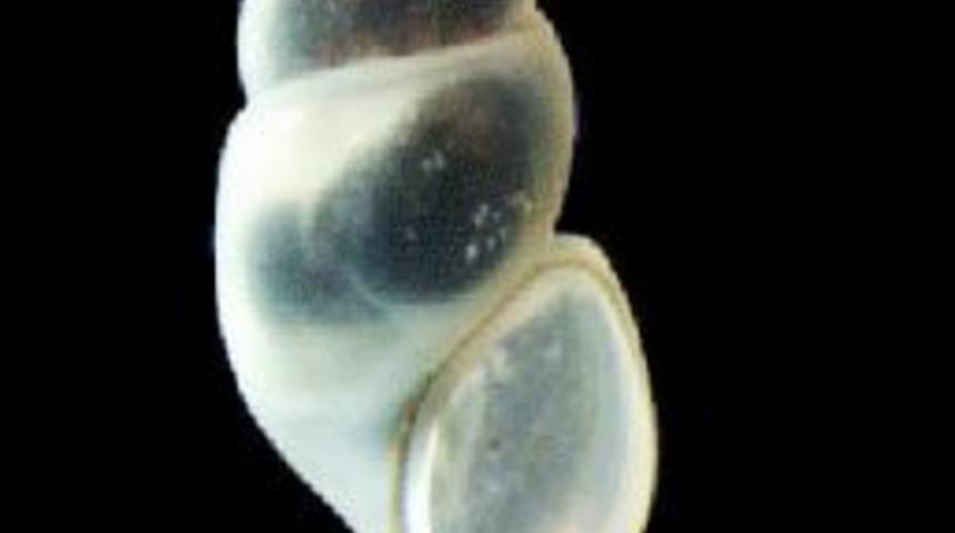 Kazdağları'nda Yeni Bir Canlı T&uuml;r&uuml; Keşfedildi