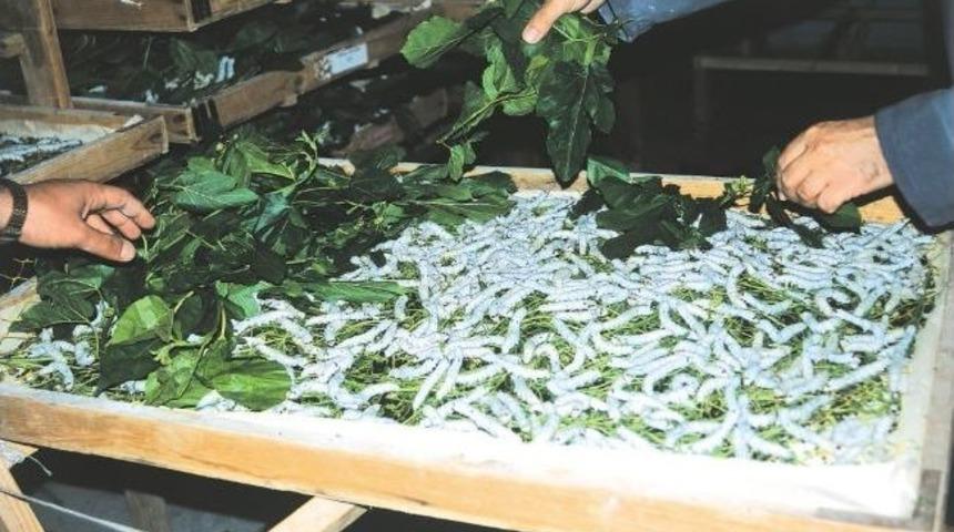 İpekb&ouml;cek&ccedil;iliği, K&uuml;&ccedil;&uuml;k Menderes Havzası Dışında Da İlgi G&ouml;r&uuml;yor