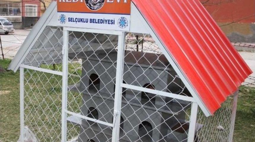 Sel&ccedil;uklu&rsquo;da Kedi Evleri&rsquo;nin Sayısı Artıyor