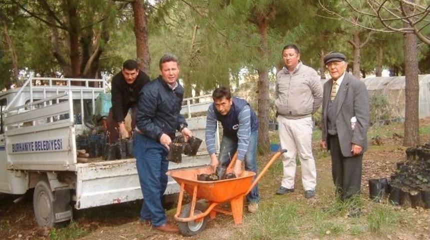 &Uuml;retilen Meşe Fidanları Okul Bah&ccedil;elerine Dikiliyor