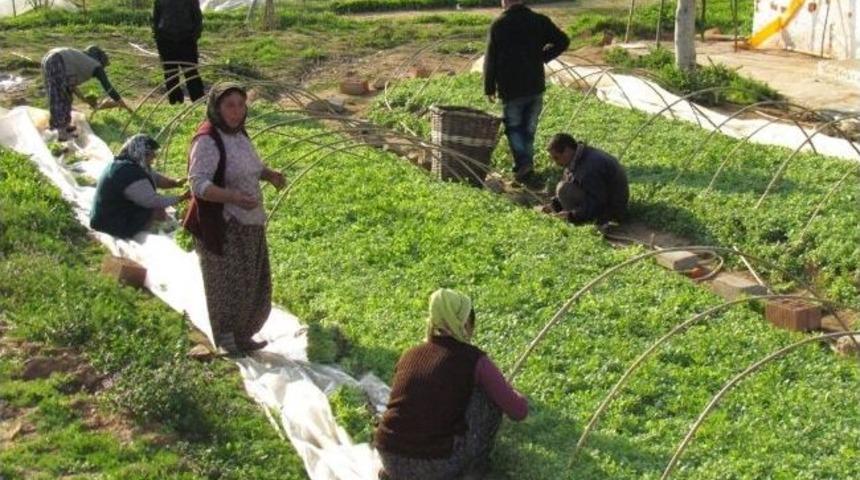 &Ouml;demiş&rsquo;te T&uuml;t&uuml;n Fideleri Toprakla Buluşmaya Başladı