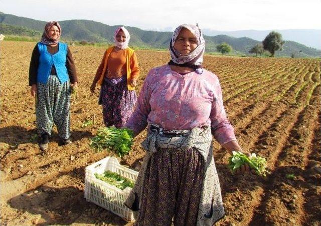 Ödemiş’te Tütün Fideleri Toprakla Buluşmaya Başladı