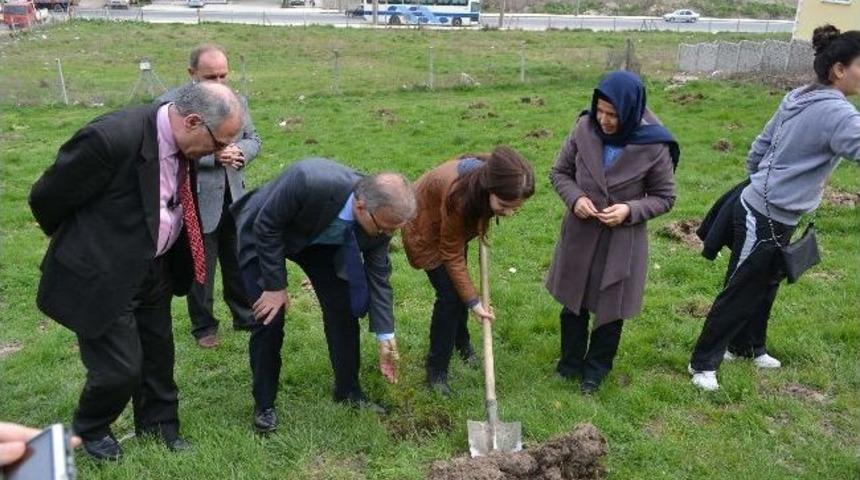 Sedir Fidanları Toprakla Buluştu