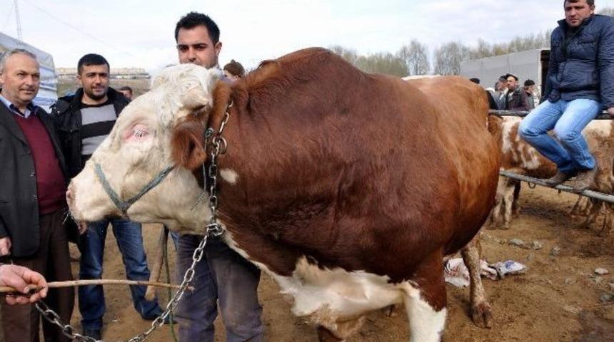 Suşehri&rsquo;nde 1.5 Tonluk Tosun Paşa G&ouml;renleri Şaşırtıyor