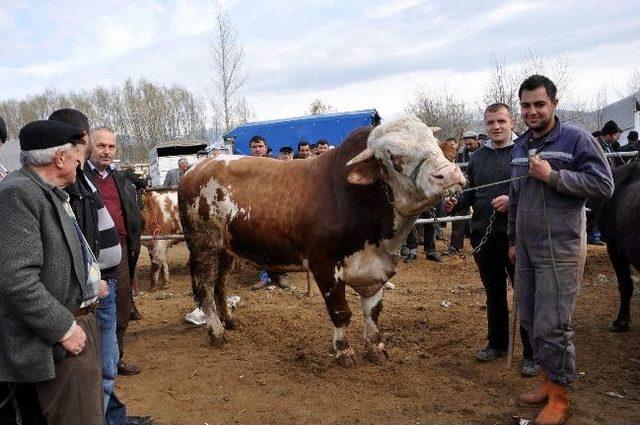 Suşehri’nde 1.5 Tonluk Tosun Paşa Görenleri Şaşırtıyor