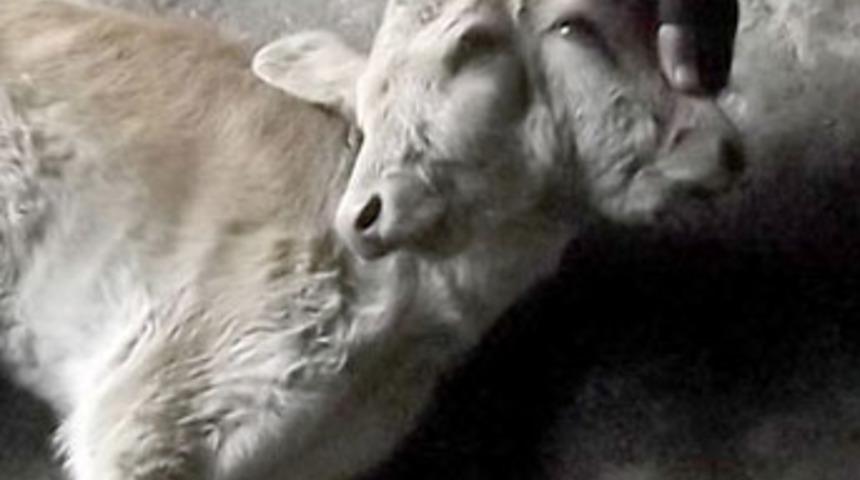 &Ccedil;ift başlı buzağı g&ouml;renleri hayrete d&uuml;ş&uuml;r&uuml;yor