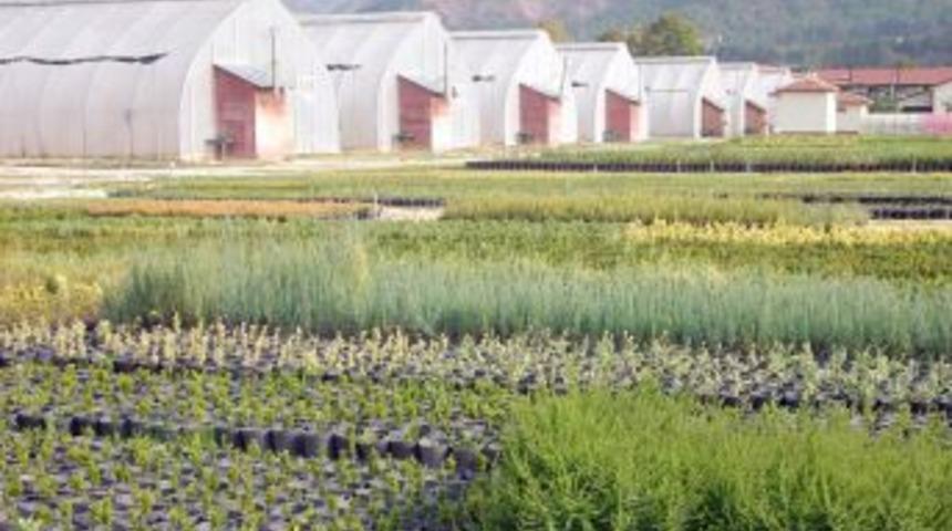 Bakanlık Ge&ccedil;en Yıl 470 Milyon Adet Fidan &Uuml;retti