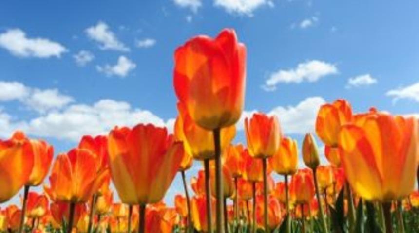 En G&uuml;zel Lale Fotoğrafları Yarışmayla Se&ccedil;ilecek