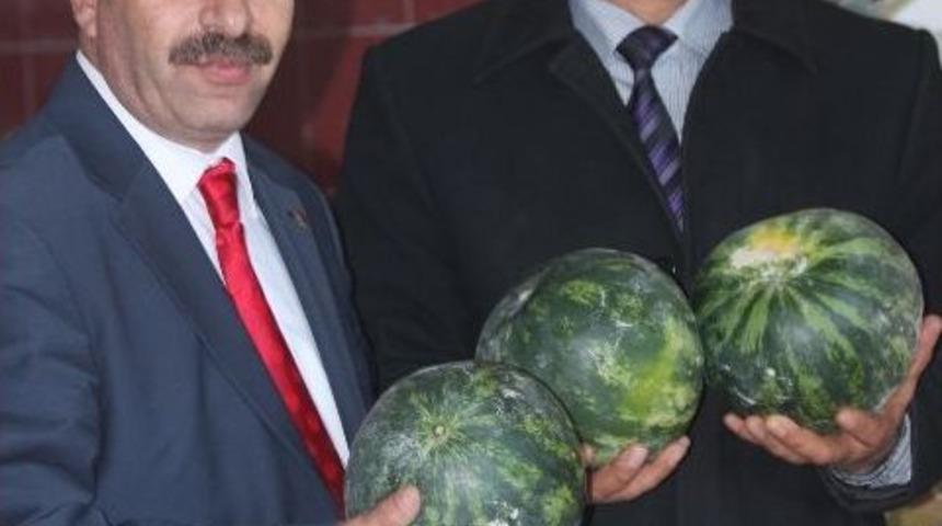 İran Karpuzundan Sonra &Uuml;rd&uuml;n Karpuzları Da Tezgahtaki Yerini Aldı