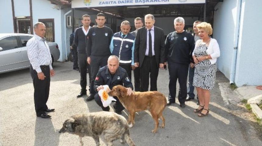 Zabıta Sokak K&ouml;peklerine G&ouml;z&uuml; Gibi Bakıyor
