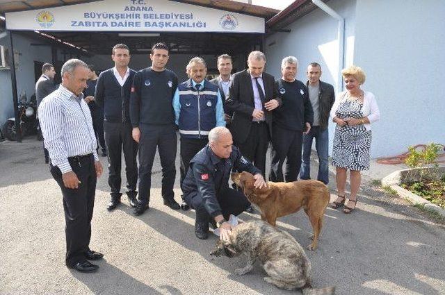 Zabıta Sokak Köpeklerine Gözü Gibi Bakıyor