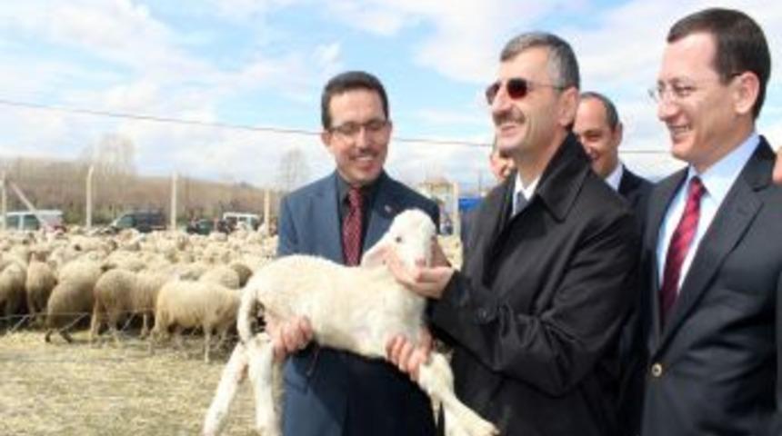 Taşk&ouml;pr&uuml;'de K&uuml;&ccedil;&uuml;kbaş Hayvancılık Desteklerle Yaygınlaştırılıyor