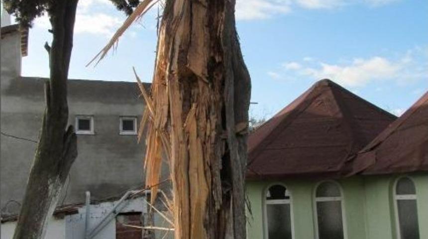 &Uuml;zerine Yıldırım D&uuml;şen Asırlık Selvi Par&ccedil;alandı