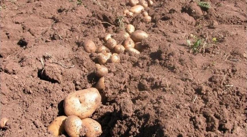 Patates Muğlalı T&uuml;t&uuml;nc&uuml;ye Alternatif Oldu