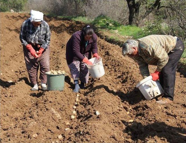 Patates Muğlalı Tütüncüye Alternatif Oldu