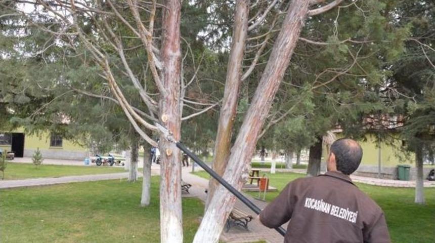Kocasinan'dan Ağa&ccedil;lara Bahar Bakımı
