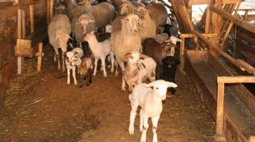 Hayvancılığa Hobi Olarak Başladı, S&uuml;r&uuml; Sahibi Oldu