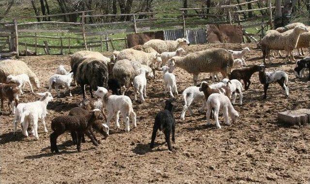 Hayvancılığa Hobi Olarak Başladı, Sürü Sahibi Oldu 1