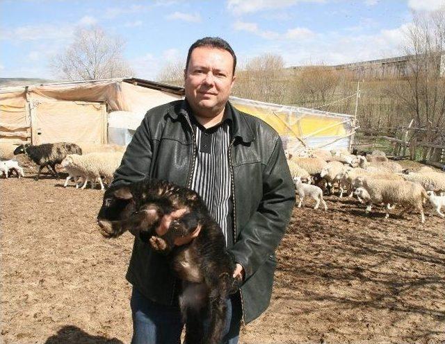 Hayvancılığa Hobi Olarak Başladı, S&uuml;r&uuml; Sahibi Oldu 2