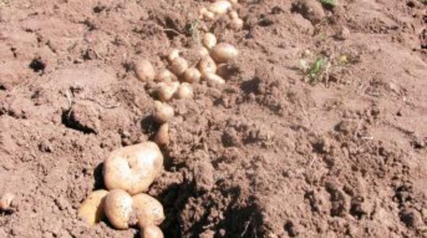 Muğla&rsquo;da &Ccedil;ift&ccedil;ilere 15 Ton Patates Tohumu Dağıtıldı