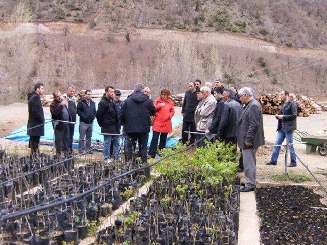 Ceviz Gen Bahçesi İçin Aşı Ustaları Yetiştiriliyor