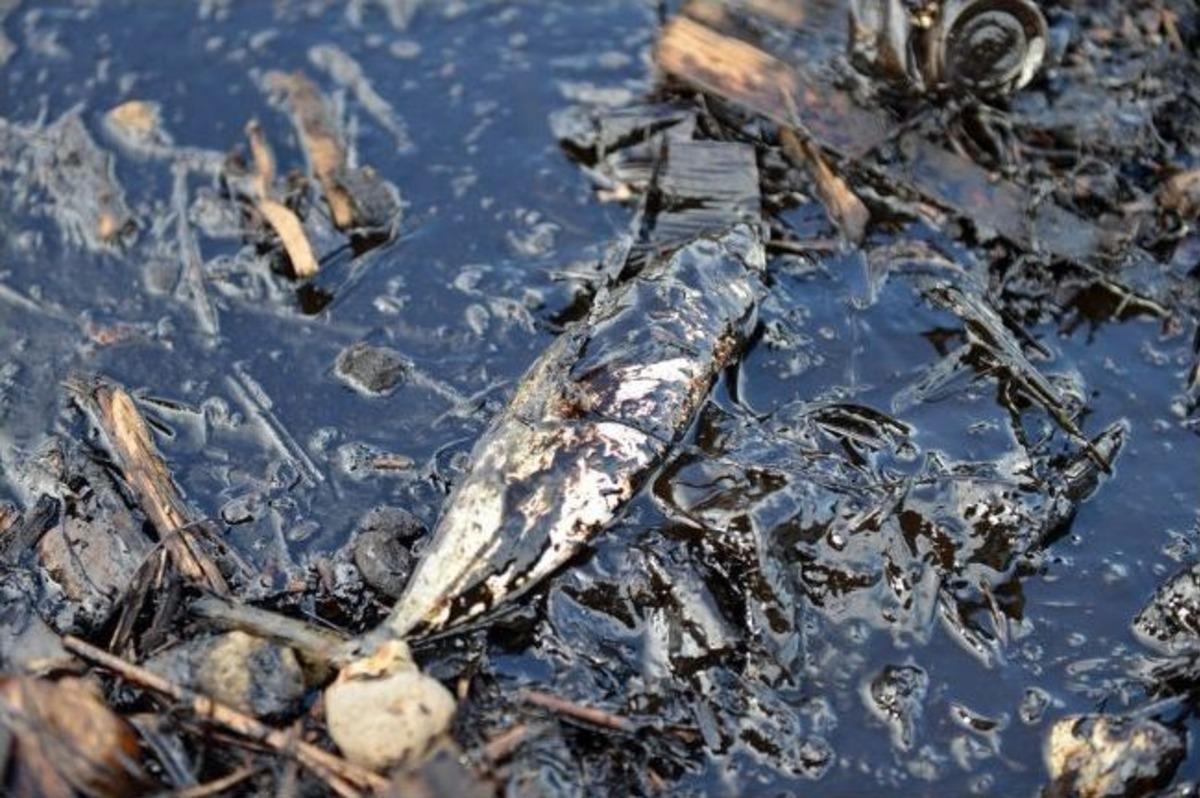İzmir&rsquo;de &Ouml;l&uuml; Balıklar Kıyıya Vurdu