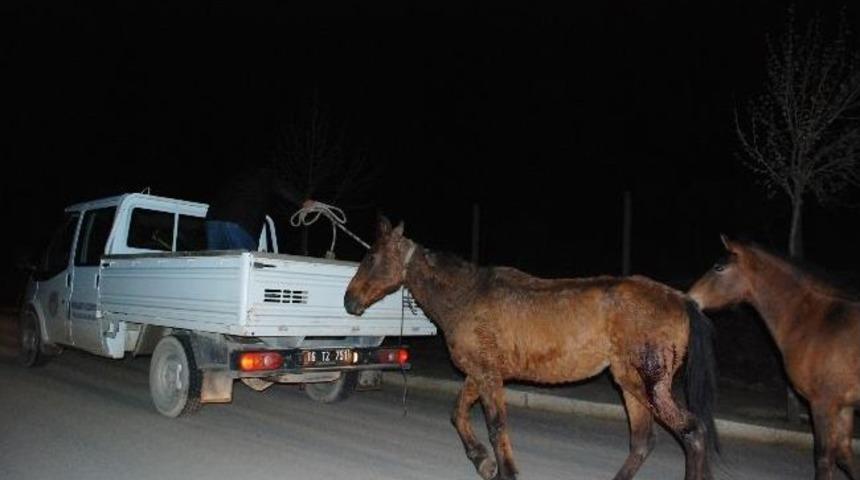 Atı Magandalar Vurdu, Belediye S&uuml;r&uuml;kledi