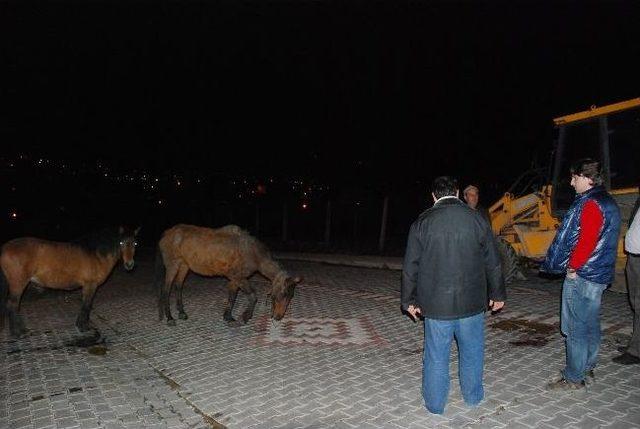 Atı Magandalar Vurdu, Belediye Sürükledi