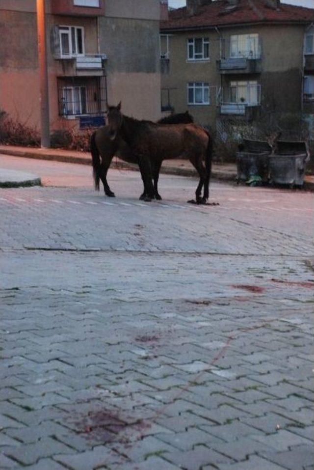 Atı Magandalar Vurdu, Belediye Sürükledi