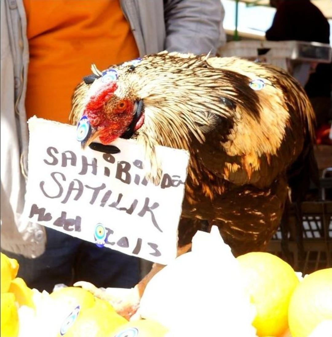 Tabelalı Horoz Satılmayı Bekliyor
