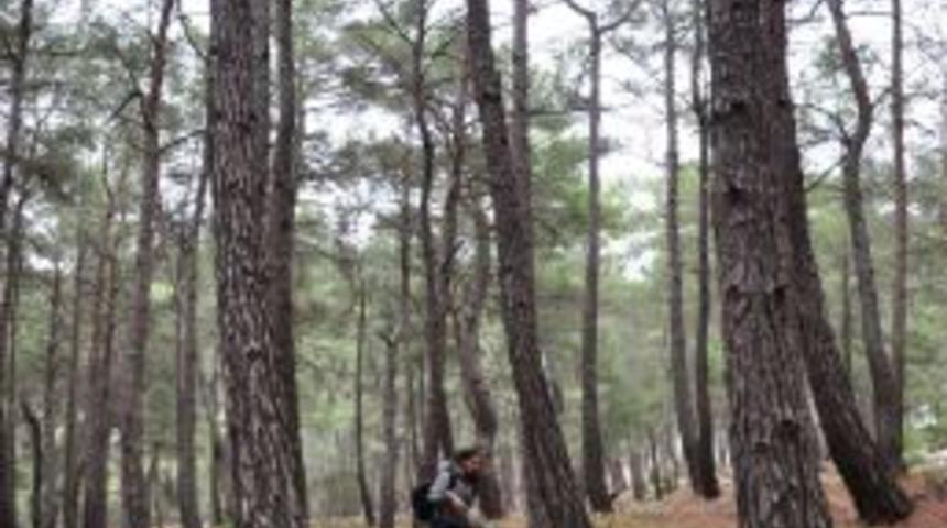 Kilosu 100 TL'yi Bulan Kuzug&ouml;beği Mantarı K&ouml;yl&uuml;lerin Ge&ccedil;im Kaynağı Oldu