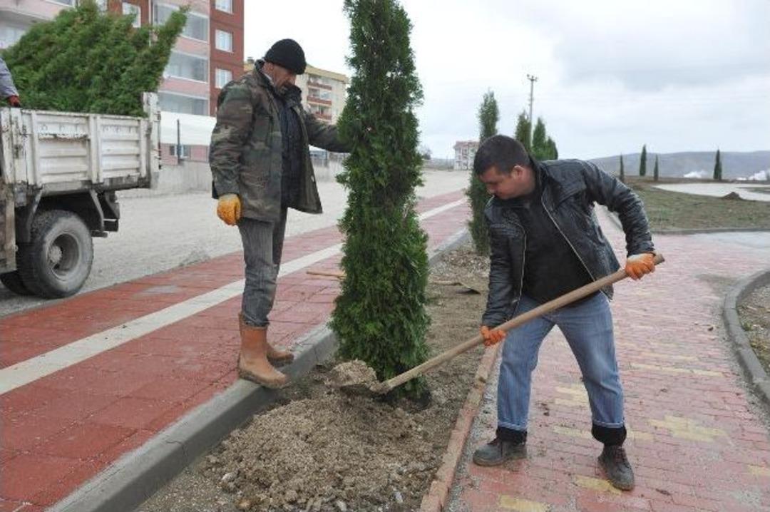 Boz&uuml;y&uuml;k Belediyesi&rsquo;nden Ağa&ccedil;landırma Seferberliği