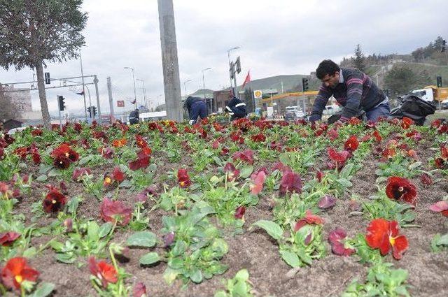 Karabük Belediyesi’nden 100 Bin Çiçek