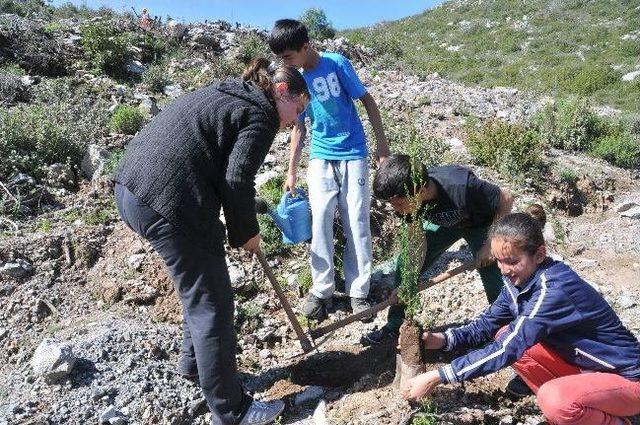 Yangında Kül Olan Ormana 2 Bin Fidan Dikildi