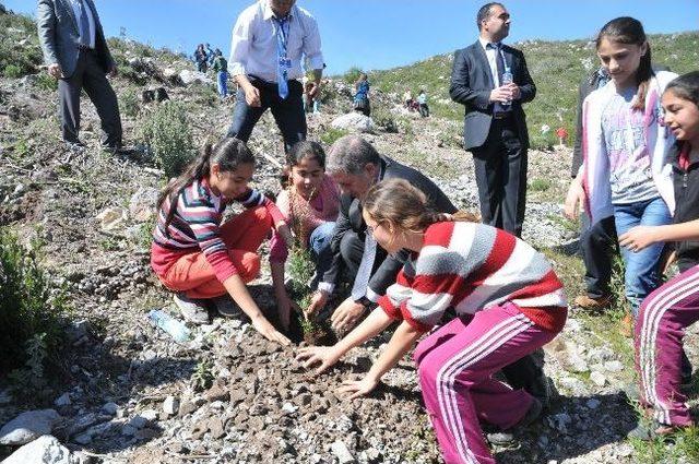 Yangında Kül Olan Ormana 2 Bin Fidan Dikildi