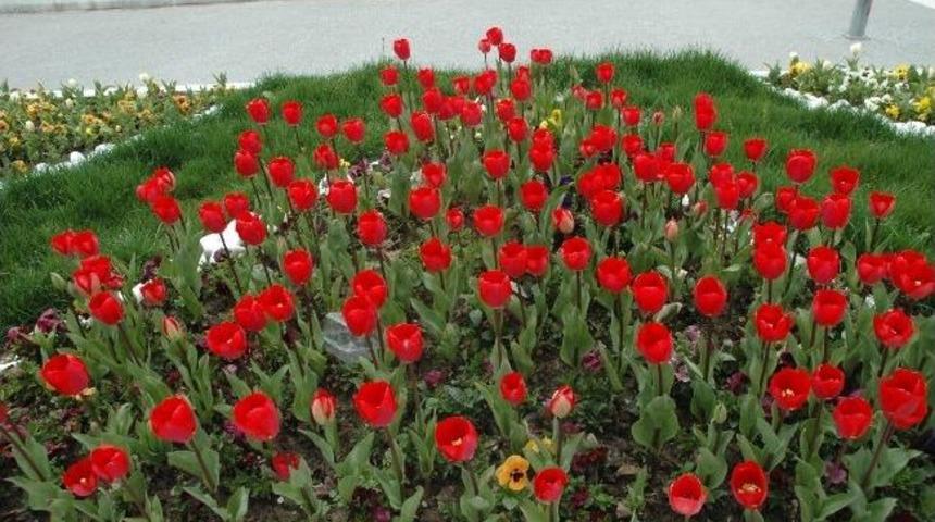Muğla&rsquo;da Laler A&ccedil;tı
