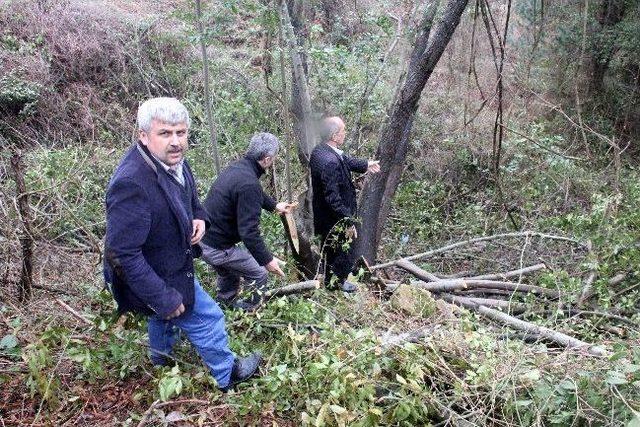 Arıcılar, Defne Ağaçlarının Kesilmesine Tepki Gösterdi