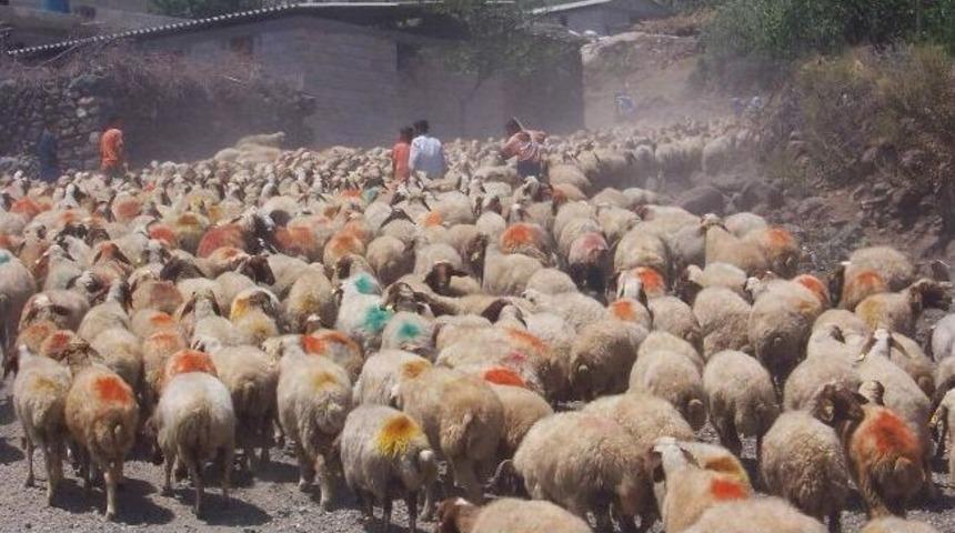 Koyun - Ke&ccedil;iler Aşılama Kampanyası Başladı