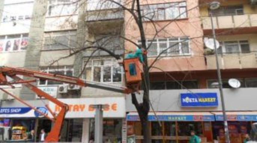 Budama Bitti Sırada Tırpan Var