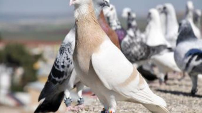 Savaşın G&ouml;lgesinde Barış G&uuml;vercini U&ccedil;uruyorlar