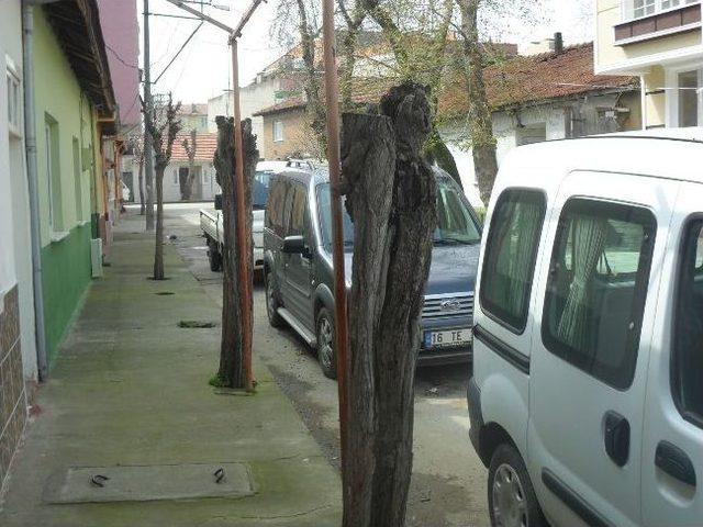 Tema&rsquo;dan Ağa&ccedil; Katliamına Tepki 2