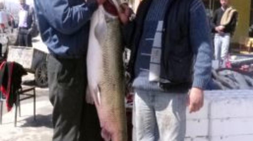 Dev Turna Balığı G&ouml;renleri Şaşırttı