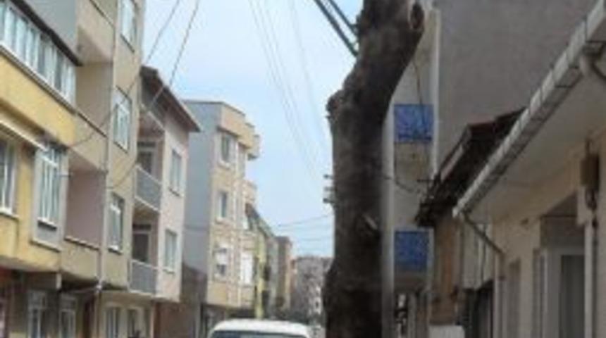 Tepesi Kesilen Ağa&ccedil;lar K&uuml;st&uuml;