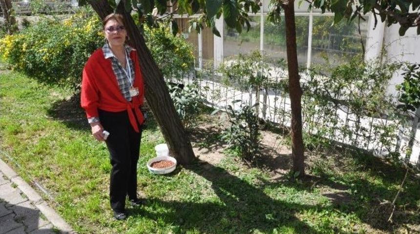 Belediyeden Kedi Kul&uuml;besi İstediler