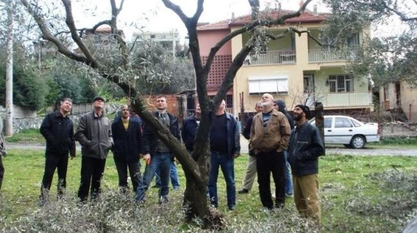 Uygulamalı Zeytin Ağacı Budama Kursu Verildi