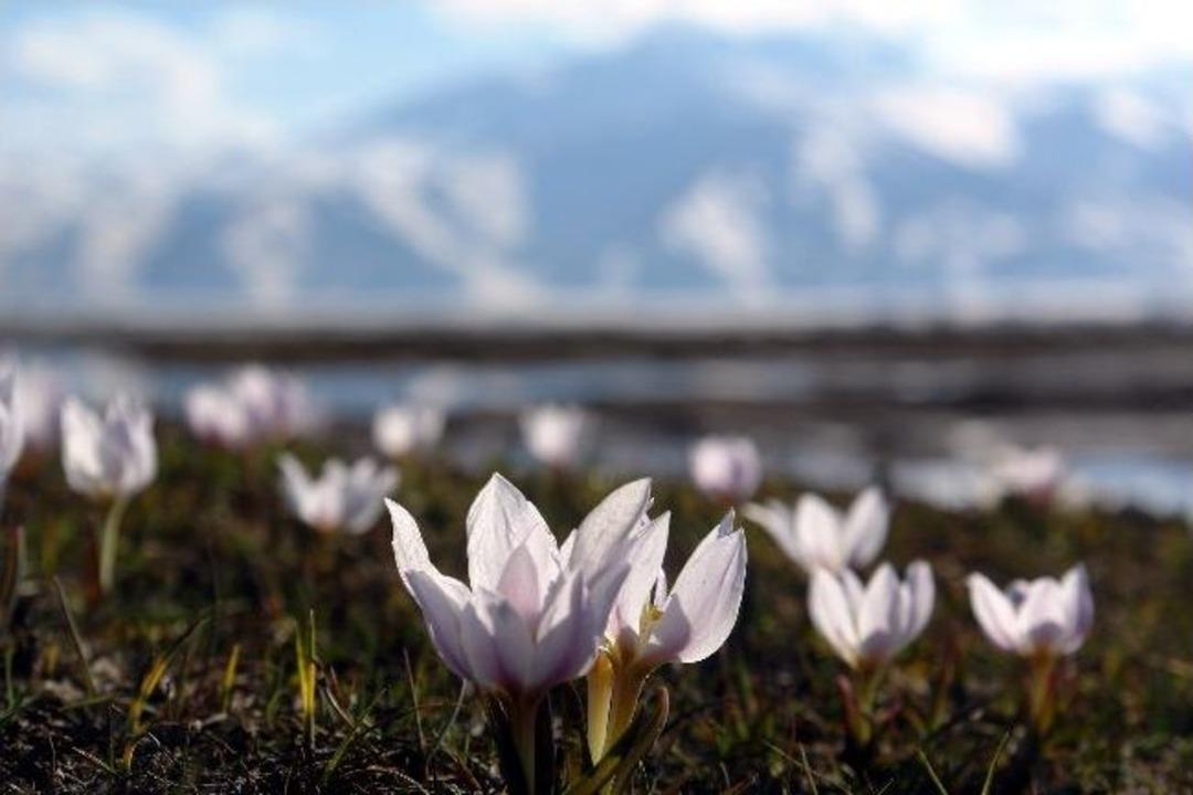 Y&uuml;ksekova&rsquo;da Baharın M&uuml;jdecisi Kardelenler A&ccedil;tı