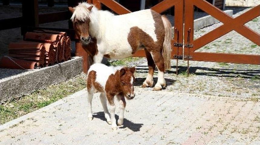 &ldquo;karşıyaka&rdquo;ya Kardeş Geldi