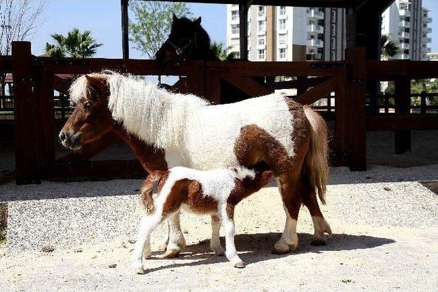 &ldquo;karşıyaka&rdquo;ya Kardeş Geldi 1